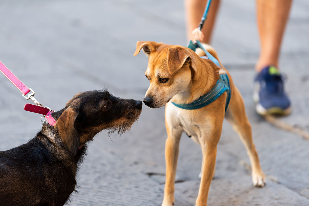 Maintiens en laisse chien à Dortan